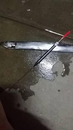 助松埠頭　ウキ釣りでタチウオ　太刀魚ユッケ…