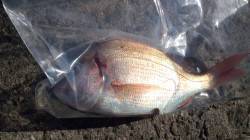 洲本ちょい投げでコダイなど、夕方からは太刀…