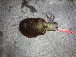 みなべでエギング　上げ潮と下がり潮手前の各…