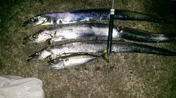 助松埠頭　夕マズメからのタチウオ狙いは最後…