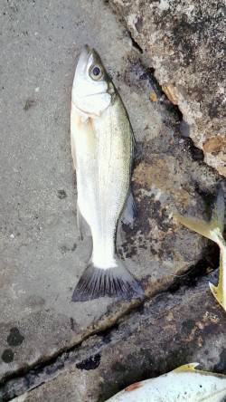 マリーナシティ　ライトゲームでメッキとチー…