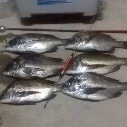 フカセでチヌ30後半～40cm6匹、小チヌを入れるとツヌケ出来ました♫