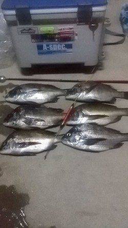 フカセでチヌ30後半～40cm6匹、小チヌを入れるとツヌケ出来ました♫