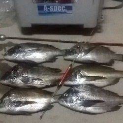 フカセでチヌ30後半～40cm6匹、小チヌを入れるとツヌケ出来ました♫