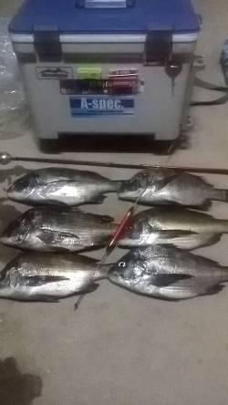 フカセでチヌ30後半～40cm6匹、小チヌ…