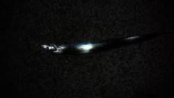 南芦屋浜にタチウオワインド行ってきましたす…