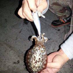 淡路島・丸山　エギングでアオリイカ・コウイカ