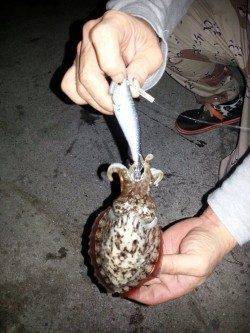 淡路島・丸山　エギングでアオリイカ・コウイカ