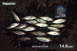 阿那賀周辺　エギングでアオリイカの釣果　漁港の船溜りでアジングも