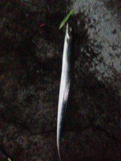 舞洲 ハードルアーで太刀魚〜ガツガツとしたアタリがたまりません