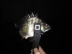 舞洲アジング　小さなアタリがとれたらますます楽しいです