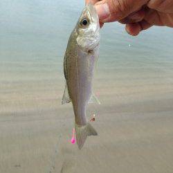 江井ヶ島　朝の青物狙いは不発　引き釣りは色々なアタリが