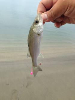 江井ヶ島　朝の青物狙いは不発　引き釣りは色…