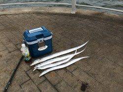 大阪南港　ワインド、メタルジグでタチウオ狙い☆