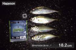 舞洲アジング　小さなアタリがとれたらますま…