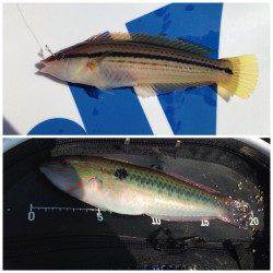 岸和田にて日中のエビ撒き釣り　グレ・ベラ・カマスなど