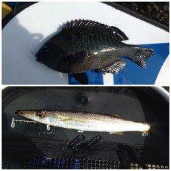 岸和田にて日中のエビ撒き釣り　グレ・ベラ・カマスなど