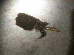 明石港　エギングでアオリイカ、引き上げギリギリのいいサイズ