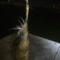 明石港　エギングでアオリイカ、引き上げギリギリのいいサイズ