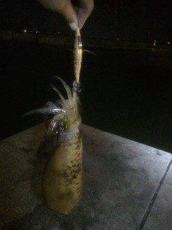 明石港　エギングでアオリイカ、引き上げギリギリのいいサイズ