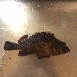 泉佐野　ウキ釣りでメバル、まだ早いのか何とか1匹　ほかガシラの釣果