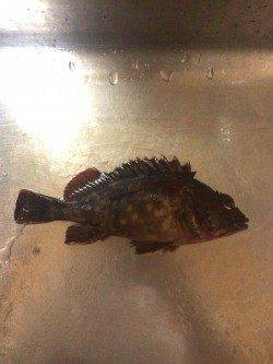 泉佐野　ウキ釣りでメバル、まだ早いのか何とか1匹　ほかガシラの釣果