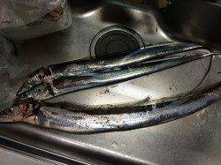 甲子園浜にイワシがいたのでワインドで出撃、30分で3匹のタチウオ