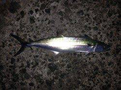 江井ヶ島　メタルジグに初サゴシ　サビキはアイゴ☆