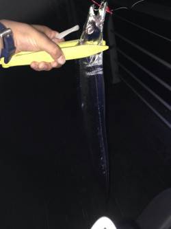 大阪南港タチウオワインド　ほとんど表層でF…