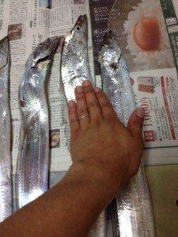 大阪南港タチウオワインド　ほとんど表層でF4.5のナイスサイズ4本