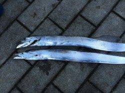 田辺市元島波止でコロダイ65ｃｍ