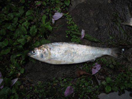 津居山港 コノシロが爆釣、アジも釣れて夕飯…