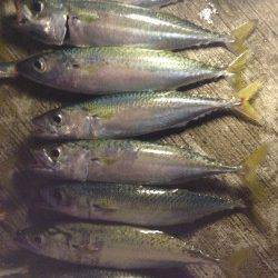 播磨新島入口付近　サビキで中サバ連続ゲット、アジも二連、三連ラッシュ！