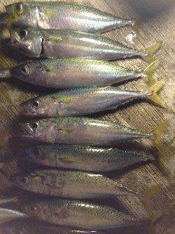 播磨新島入口付近　サビキで中サバ連続ゲット、アジも二連、三連ラッシュ！