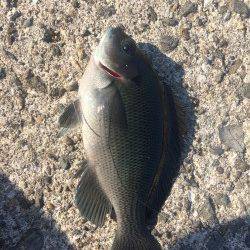 淡輪漁港の少し横の堤防でフカセ釣り〜木っ端グレ・ベラ・チヌ　