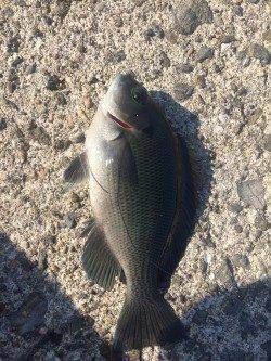 淡輪漁港の少し横の堤防でフカセ釣り〜木っ端グレ・ベラ・チヌ　