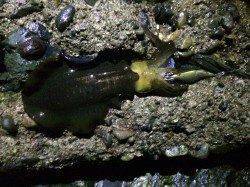 海南短時間エギング　トンカツサイズがつれました