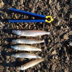 グチ狙いとキスの大型を求めて播磨新島の赤灯台へ