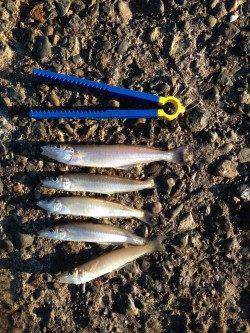 グチ狙いとキスの大型を求めて播磨新島の赤灯台へ