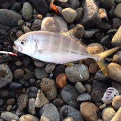 泉佐野周辺　ルアーでのメッキ釣り　