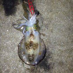 阿那賀周辺　エギングでアオリイカの釣果　漁港の船溜りでアジングも
