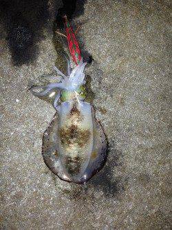 阿那賀周辺　エギングでアオリイカの釣果　漁港の船溜りでアジングも