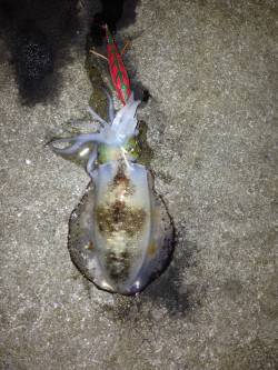 阿那賀周辺　エギングでアオリイカの釣果　漁…