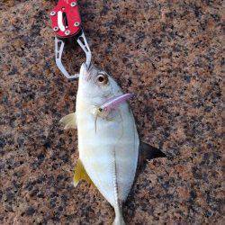 りんくう ルアーでメッキゲーム楽しめます☆