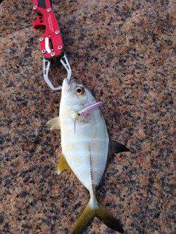 りんくう ルアーでメッキゲーム楽しめます☆