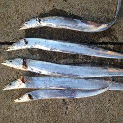 砂揚げ場　ウキ釣りでタチウオ、まわりの方々がアタリ連発！