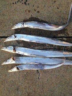 砂揚げ場　ウキ釣りでタチウオ、まわりの方々がアタリ連発！