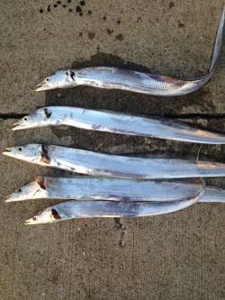 砂揚げ場　ウキ釣りでタチウオ、まわりの方々…