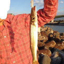 佐野川尻　台風の影響で濁り残るなかカマスが釣れました