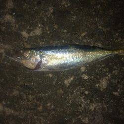 小島　深夜のアジングもアジ2尾キャッチのみ